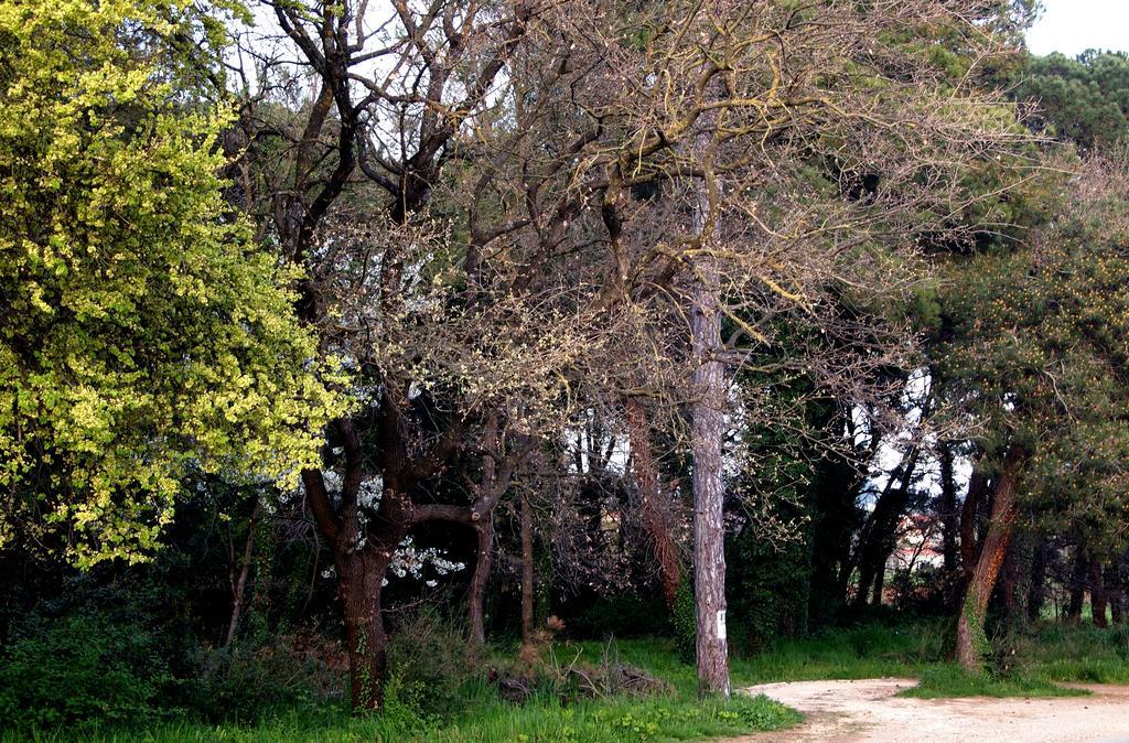 Apartmani Alma Πούλα Εξωτερικό φωτογραφία
